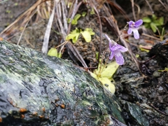 Pinguicula macroceras