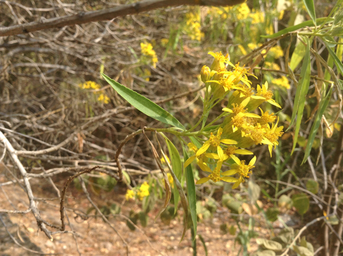 Willow Ragwort