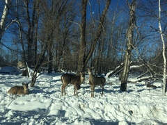 Odocoileus virginianus