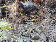 Pinguicula macroceras