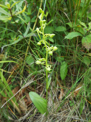 Platanthera maximowicziana