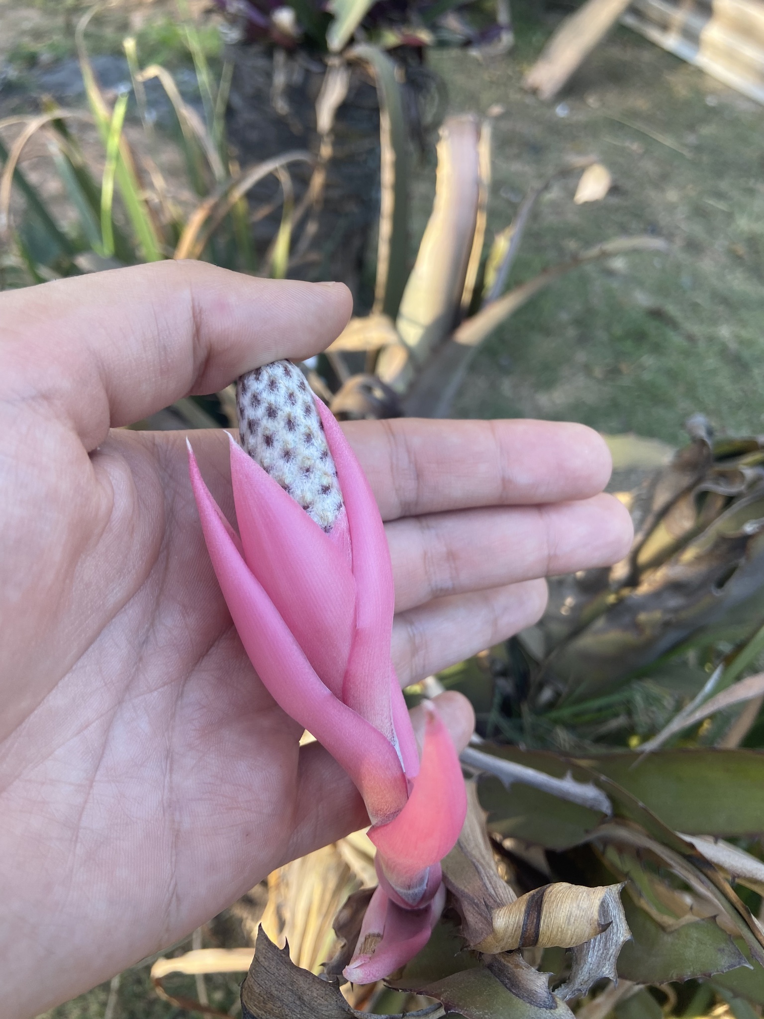 Aechmea bromeliifolia