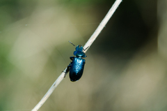 Platycerus caraboides