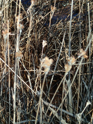 Image of Juncus castaneus by (c) Katherine Baird, some rights reserved (CC BY)
