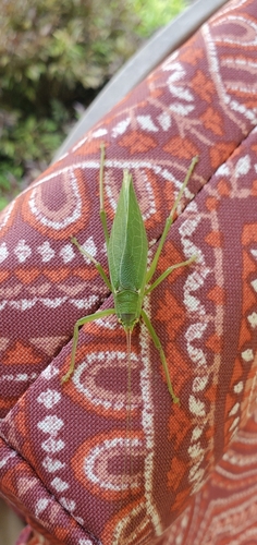 Common true katydid