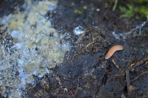 Octoglena anura