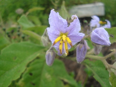 Solanum carolinense carolinense
