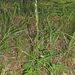 Platanthera bifolia extremiorientalis - Photo (c) V.S. Volkotrub, algunos derechos reservados (CC BY-NC), subido por V.S. Volkotrub
