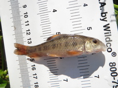 Erimyzon claviformis