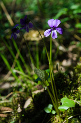 Viola uliginosa
