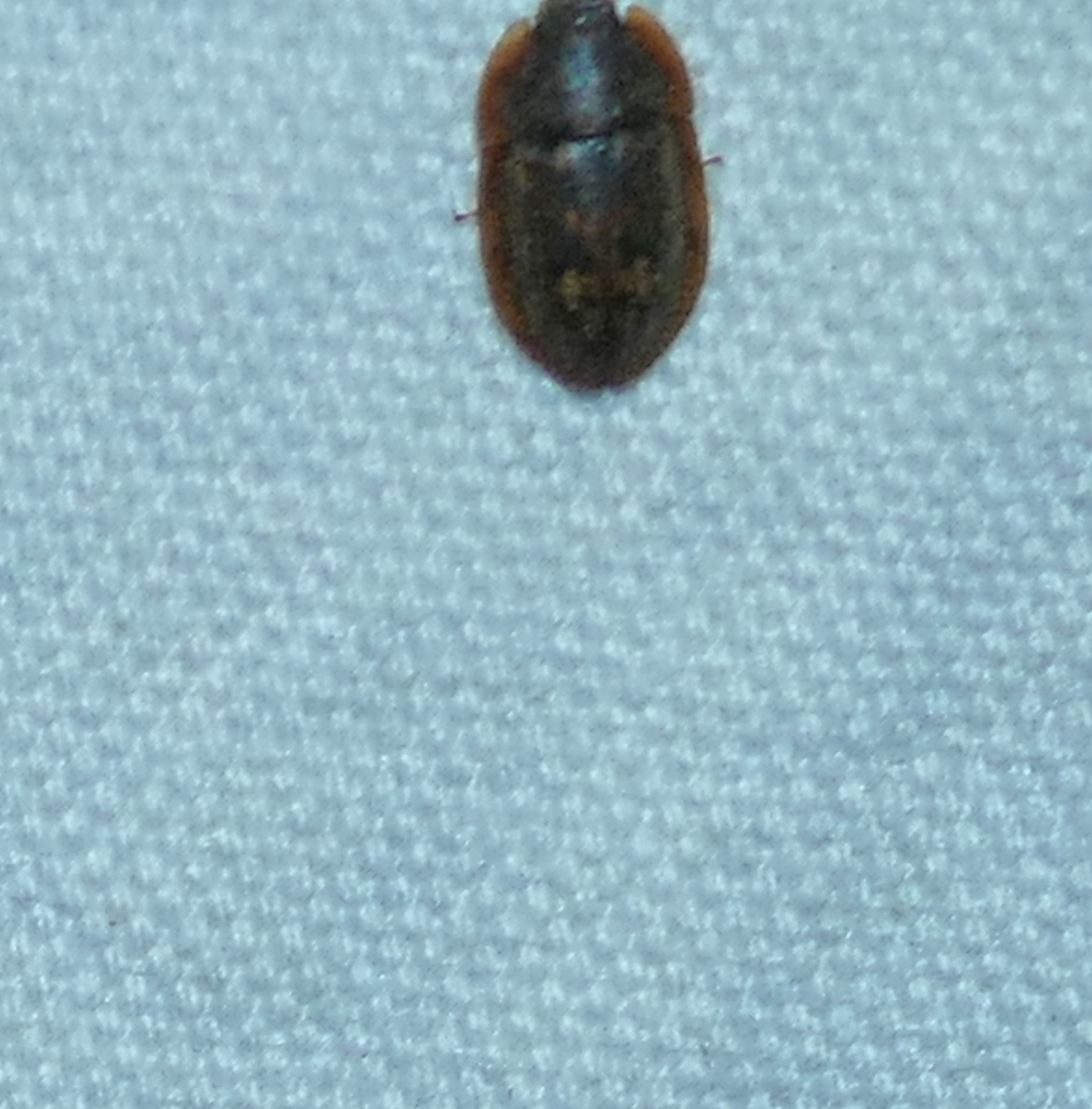 Lobiopa falli