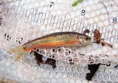 Hemitremia flammea