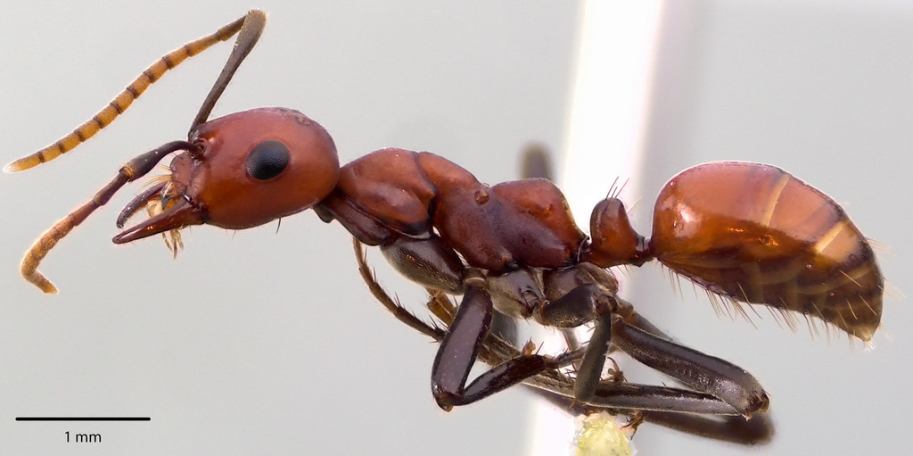 Foothills Amazon Ant