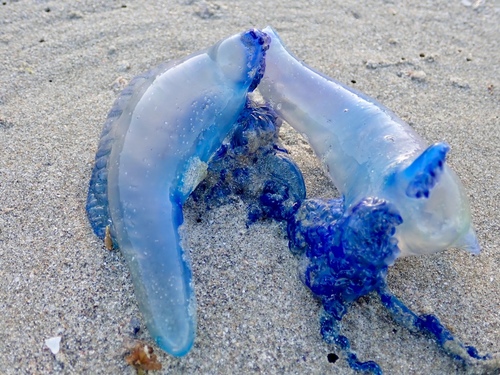 photo of Portuguese Man O' War (Physalia physalis)