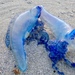 photo of Portuguese Man O' War (Physalia physalis)