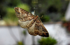 Catarhoe basochesiata