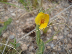 Zornia thymifolia