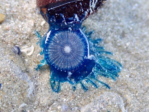 photo of Blue Button (Porpita porpita)