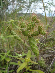 Opuntia pumila