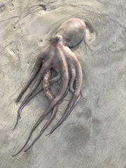 Octopus americanus