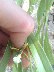 Prosthechea squalida