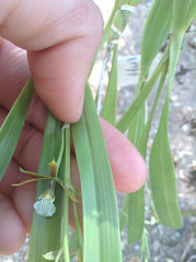 Prosthechea squalida