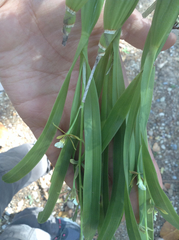 Prosthechea squalida