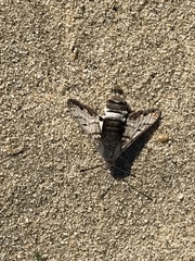 Euproserpinus phaeton