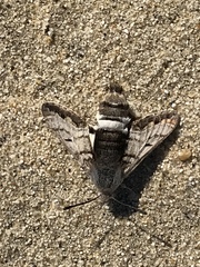 Euproserpinus phaeton