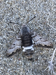 Euproserpinus phaeton