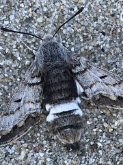 Euproserpinus phaeton