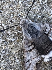 Euproserpinus phaeton