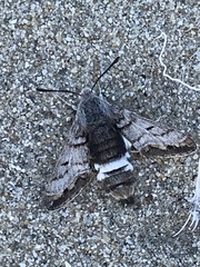 Euproserpinus phaeton