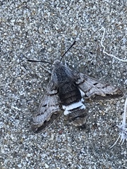 Euproserpinus phaeton