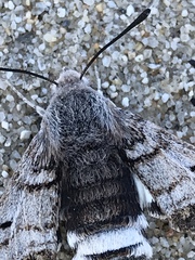 Euproserpinus phaeton