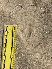 Dipodomys deserti