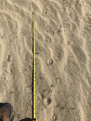 Dipodomys deserti