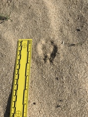 Dipodomys deserti