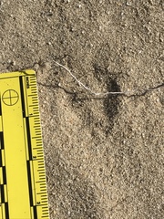 Dipodomys deserti