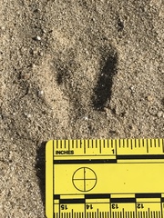 Dipodomys deserti