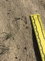 Dipodomys deserti