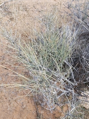 Ephedra aspera