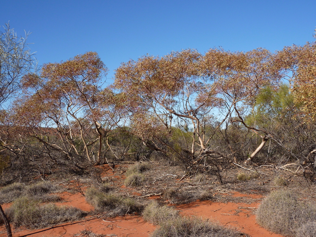 Eucalyptus pallida 3