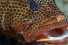 Ancylomenes pedersoni