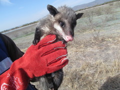 Didelphis virginiana