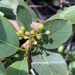 Obtuse Buckthorn - Photo (c) Jordan Collins, some rights reserved (CC BY-NC), uploaded by Jordan Collins