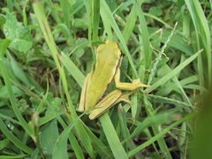 Boana pulchella