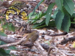 Catharus occidentalis