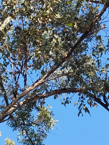 Image of Eucalyptus fibrosa by (c) Tony van Kampen, some rights reserved (CC BY)