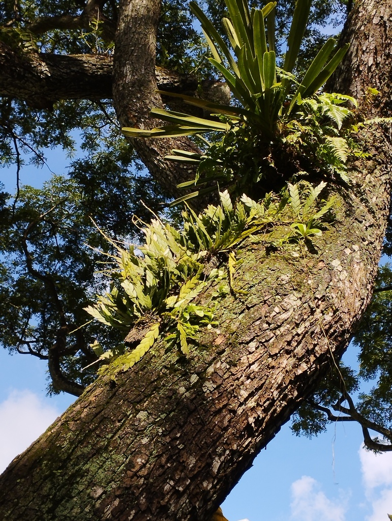 Dendrobium aloifolium from Jurong West, Singapore on August 9, 2023 at ...